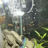 اکواریوم ماهی|ماهی|دوگنبدان, |دیوار