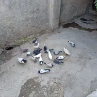 تعدادی کبوتر به فروش می‌رسد
