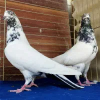 ده جفت کفتر آس|پرنده|تهران, نیروی هوایی (پیروزی)|دیوار