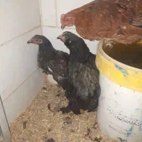 مرغ تزعینی برهماو۲خروس اول متنوبخونیدبعدپیام بدهید