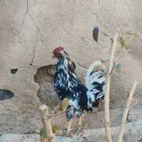 خروس گلین چهل تاج ریش دار|حیوانات مزرعه|خرمدره, |دیوار