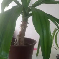 فروش سه گلدان سبز و سرحال