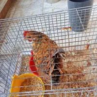 مرغ سبرایت گلد تخم گذار جوان