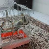 عروس هلندی|پرنده|تهران, والفجر (افسریه)|دیوار