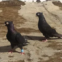 زاغ ابادانی پرش بازی دار