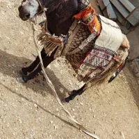 الاغ|حیوانات مزرعه|مهران (ایلام), |دیوار