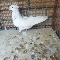 طوقی|پرنده|شاهین‌شهر, گرگاب|دیوار