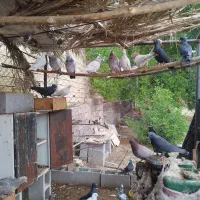 کبوتر بالاگیر|پرنده|گتوند, |دیوار