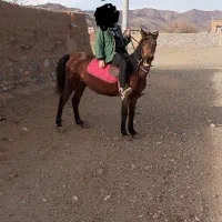 مادیان کهر|اسب و تجهیزات اسبسواری|ساوه, |دیوار