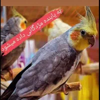 عروس هلندی گمشده
