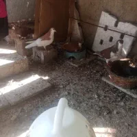 20تا کبوترشهری خوشرنگ|پرنده|برازجان, |دیوار