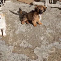 سگ پاکوتاه|سگ|بجنورد, |دیوار