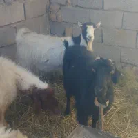 کیف بز