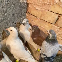 کبوتر پرشی|پرنده|سبزوار, عارف|دیوار