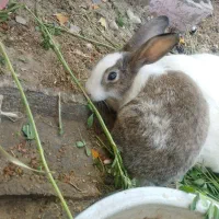 خرگوش فروشی|موش و خرگوش|سراوان, |دیوار