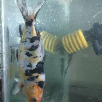 ماهی کوی نژاد دار|ماهی|تهران, ائمه اطهار|دیوار