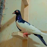 کفتر|پرنده|تربت‌حیدریه, ده پائین|دیوار