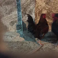 تعویض خروس با مرغ