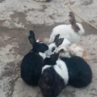 خرگوش