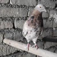 کبوتر .هما.سرور.دهاتی پرشی|پرنده|ری, شهید بهشتی|دیوار