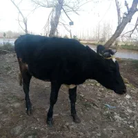 لیشه دورگ هولشتاین|حیوانات مزرعه|رشت, بیجارپس|دیوار