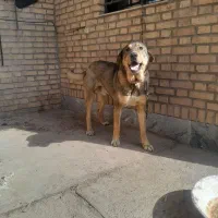 سگ پژدر نر برای کشش