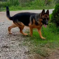 شرمن شپرد ماده