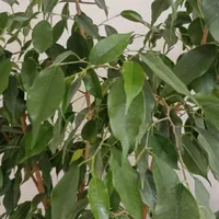 گل طبیعی بنجامین سبز|گل و گیاه طبیعی|ارومیه, |دیوار