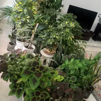 تخفیف فروش گل های خانگی|گل و گیاه طبیعی|مرودشت, بهارستان|دیوار