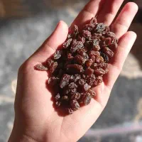 کشمش بیدانه