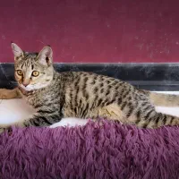 واگذاری گربه