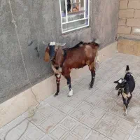 چبش فروشی