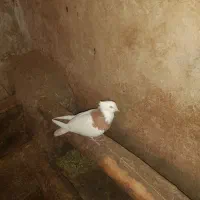 ۱ عدد طوقی زرد رنگ نر|پرنده|مهربان, |دیوار