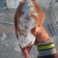 خوشرنگ زرد گلدار نر۴۵۰|پرنده|کازرون, |دیوار