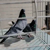 کفتر سرور ۴۰ سانتی سبز دمسفید کله دمسبز جفت|پرنده|تهران, شهرک رضویه|دیوار