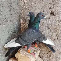 دو عدد مینا