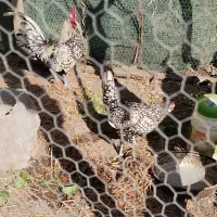 مرغ و خروس زینتی