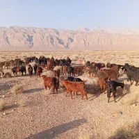 90راس راس بز ابستن|حیوانات مزرعه|یزد, |دیوار