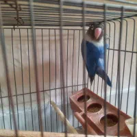 طوطی برزیلی