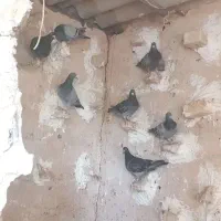 سبز جوجه امسال