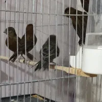 قناری سوخته،کبالت،ردبلک|پرنده|بندر ماهشهر, |دیوار