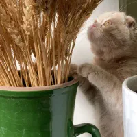 پسراسکاتیش فولد