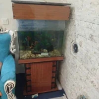 ماهی آکواریوم