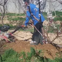 باغبانی سمپاشی هرس کاری تیلرزدن باغها در سراسرمشهد|خدمات باغبانی و درختکاری|مشهد, وکیلآباد|دیوار