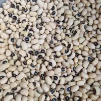 لوبیا چشم بلبلی تمیز