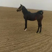 کره اسب نریان کرد. عشق بازش باشی از فیلم میفهمی