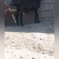 بره قوچی چینی