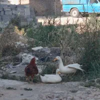 اردک|حیوانات مزرعه|روانسر, |دیوار
