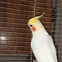 عروس هلندی نرو ماده