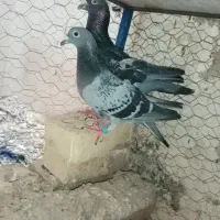 کبوتر مخصوص هوا و جفتگاه